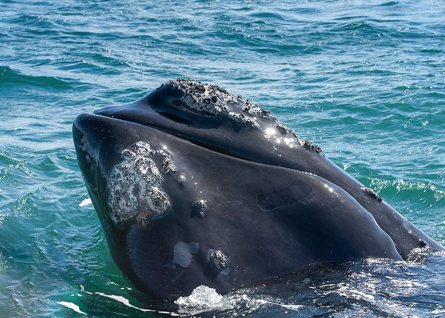 Rota Da Baleia Franca Recebe Operadoras De Turismo De Cinco Estados ...